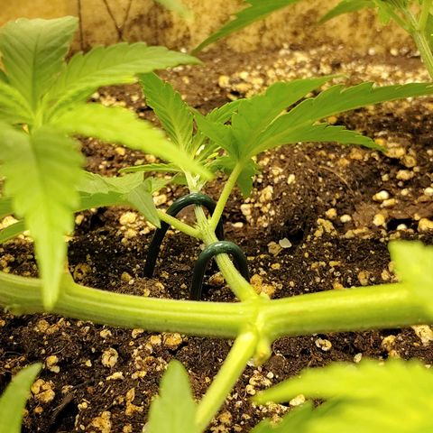 Gertrude growlog photo: LST
