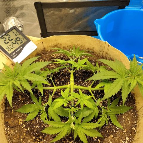 Gertrude growlog photo: LST