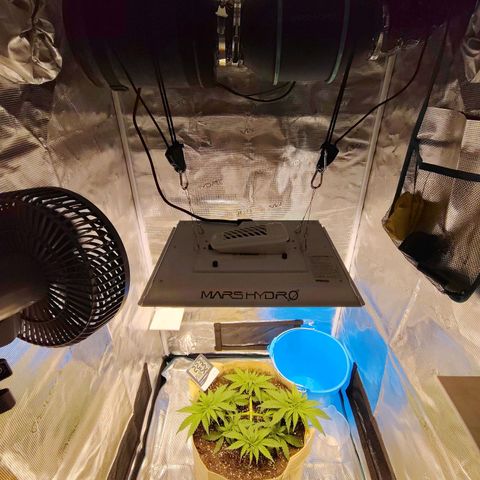 Gertrude growlog timeline photo