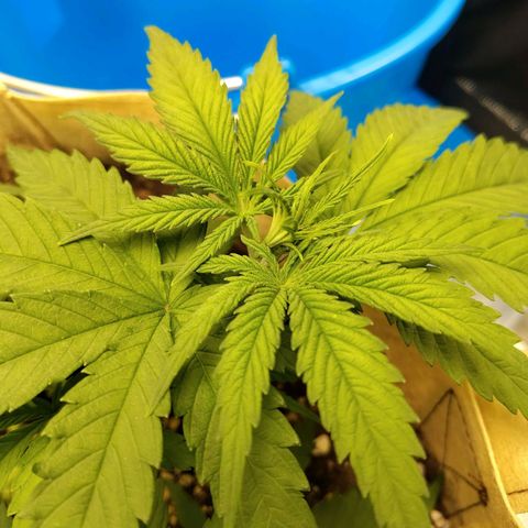 Gertrude growlog timeline photo