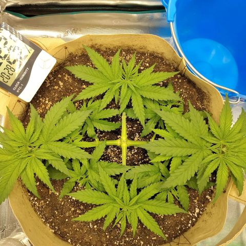 Gertrude growlog timeline photo