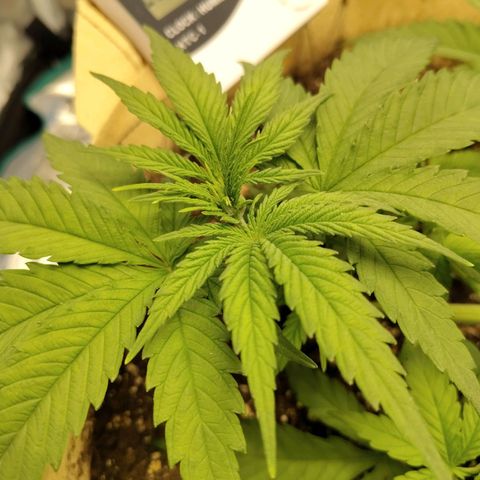 Gertrude growlog timeline photo
