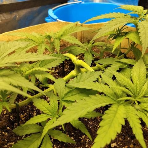 Gertrude growlog timeline photo