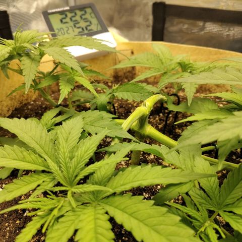 Gertrude growlog timeline photo