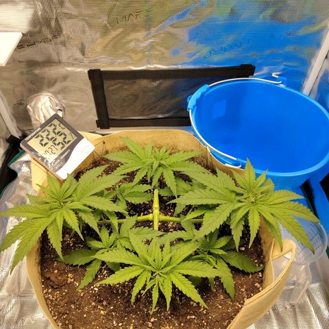 Gertrude growlog timeline photo