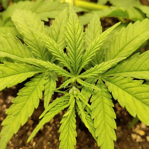 Gertrude growlog timeline photo