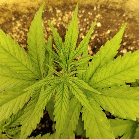 Gertrude growlog timeline photo