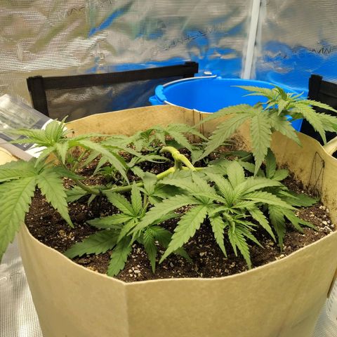 Gertrude growlog timeline photo