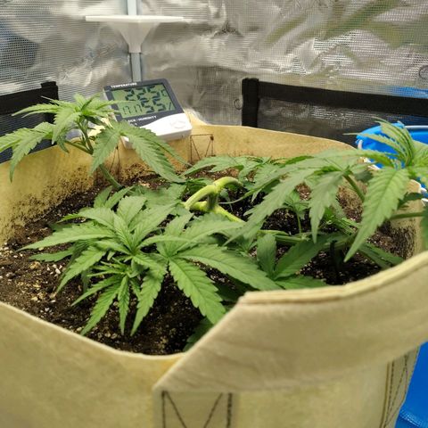 Gertrude growlog timeline photo