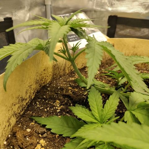 Gertrude growlog timeline photo