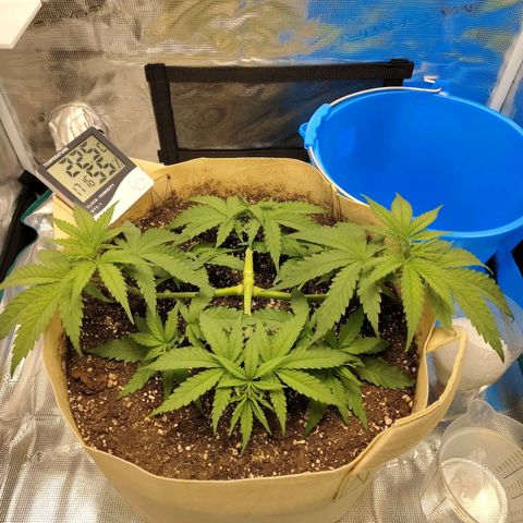 Gertrude growlog timeline photo