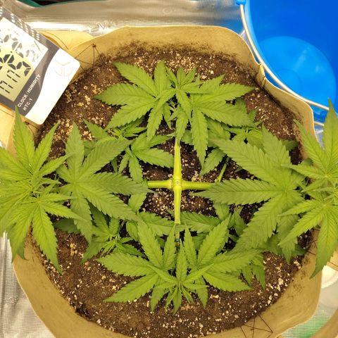 Gertrude growlog timeline photo
