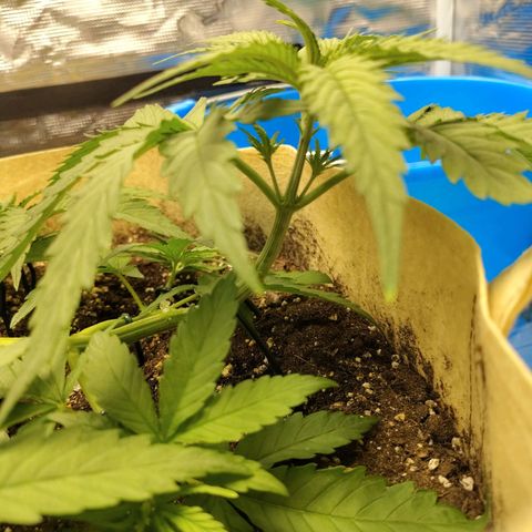 Gertrude growlog timeline photo
