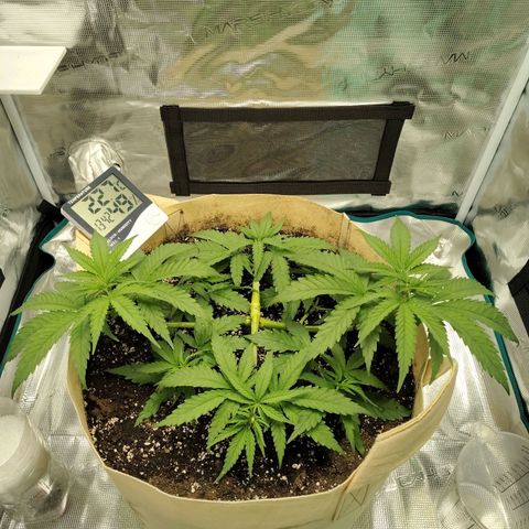 Gertrude growlog timeline photo
