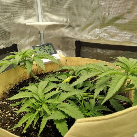 Gertrude growlog timeline photo