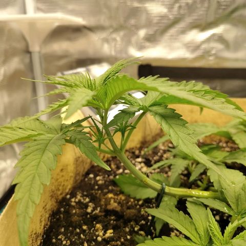 Gertrude growlog timeline photo