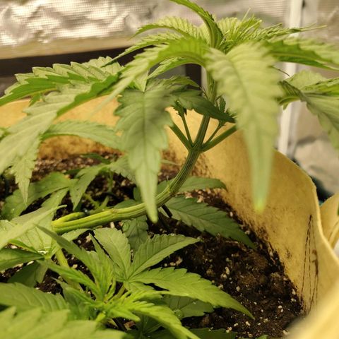 Gertrude growlog timeline photo