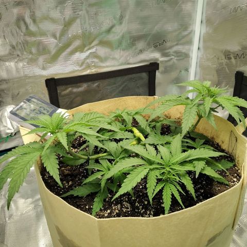 Gertrude growlog timeline photo