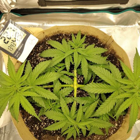 Gertrude growlog timeline photo