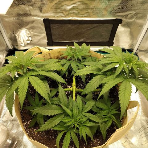 Gertrude growlog timeline photo
