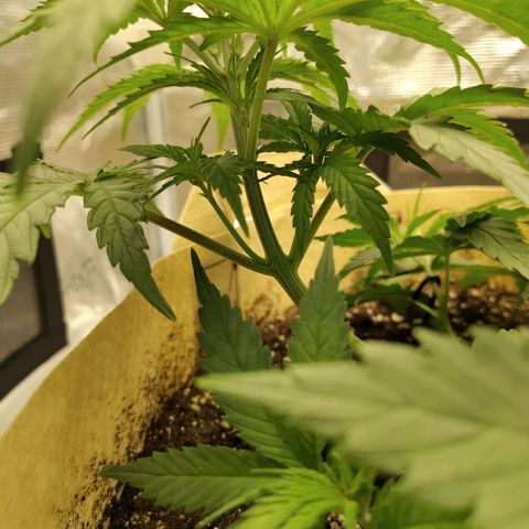 Gertrude growlog timeline photo