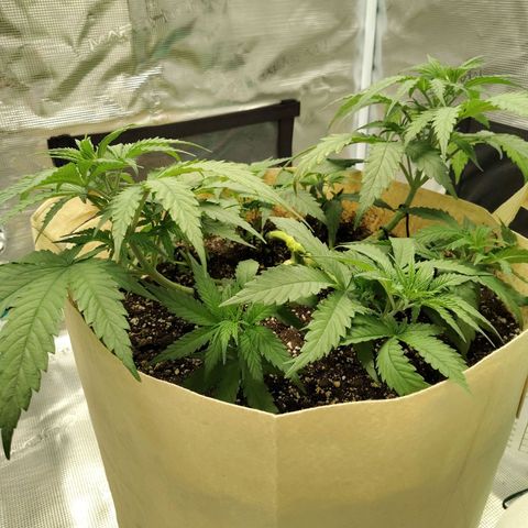 Gertrude growlog timeline photo