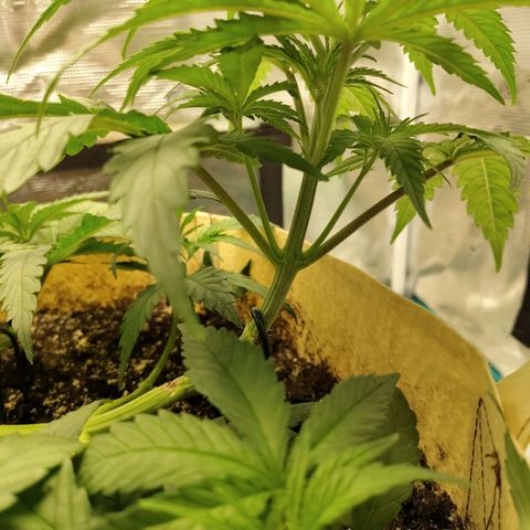 Gertrude growlog timeline photo