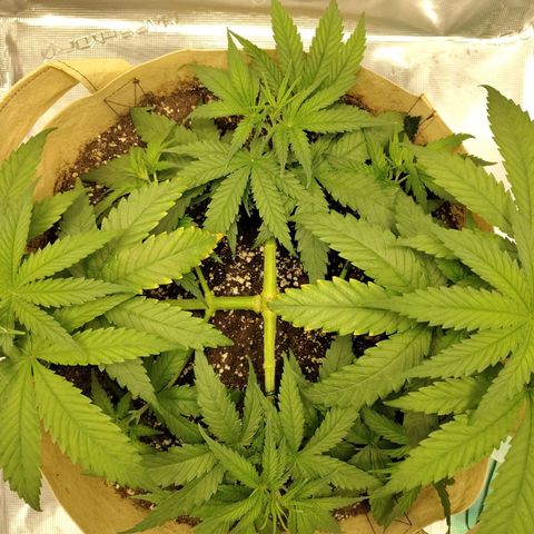 Gertrude growlog timeline photo