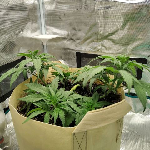Gertrude growlog timeline photo