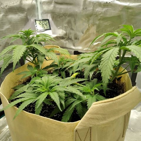 Gertrude growlog timeline photo