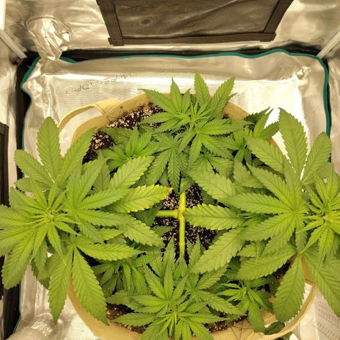 Gertrude growlog timeline photo