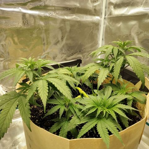 Gertrude growlog timeline photo