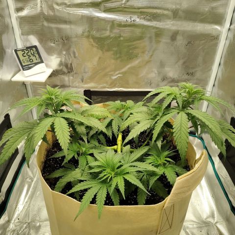 Gertrude growlog timeline photo