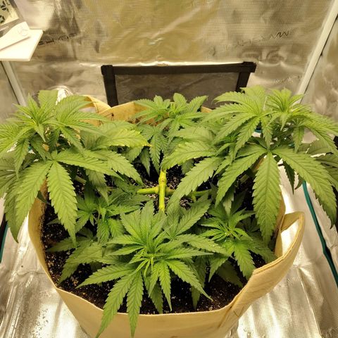 Gertrude growlog timeline photo