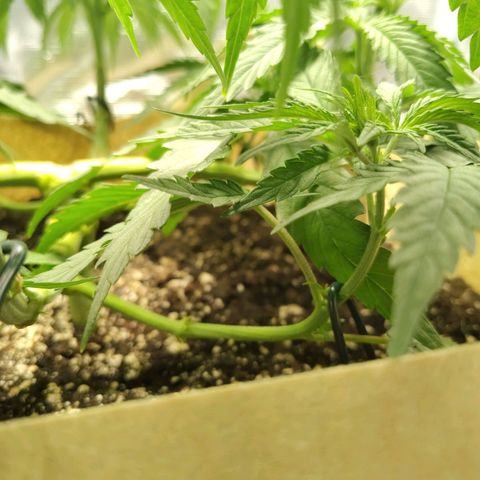 Gertrude growlog timeline photo