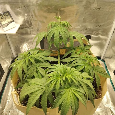 Gertrude growlog timeline photo