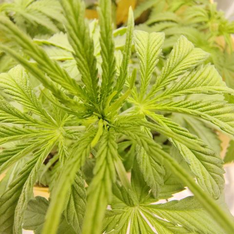 Gertrude growlog timeline photo
