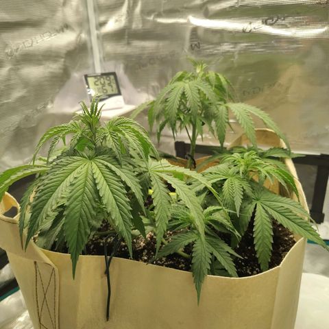 Gertrude growlog timeline photo