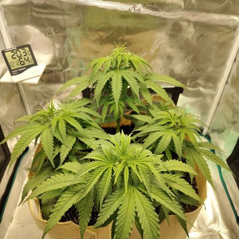 Gertrude growlog timeline photo