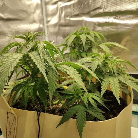 Gertrude growlog timeline photo