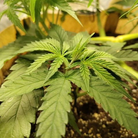 Gertrude growlog timeline photo
