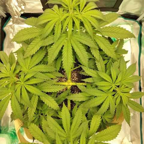 Gertrude growlog timeline photo