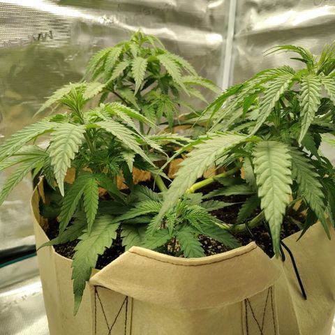 Gertrude growlog timeline photo