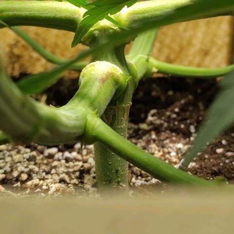 Gertrude growlog timeline photo