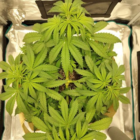 Gertrude growlog timeline photo