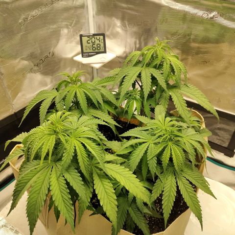 Gertrude growlog timeline photo