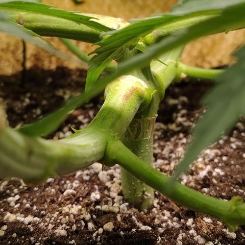 Gertrude growlog timeline photo