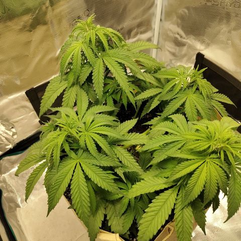 Gertrude growlog timeline photo
