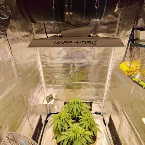 Gertrude growlog timeline photo