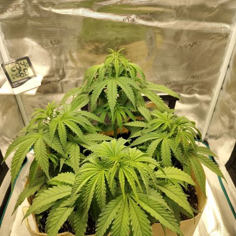 Gertrude growlog timeline photo